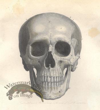 1870s Skull